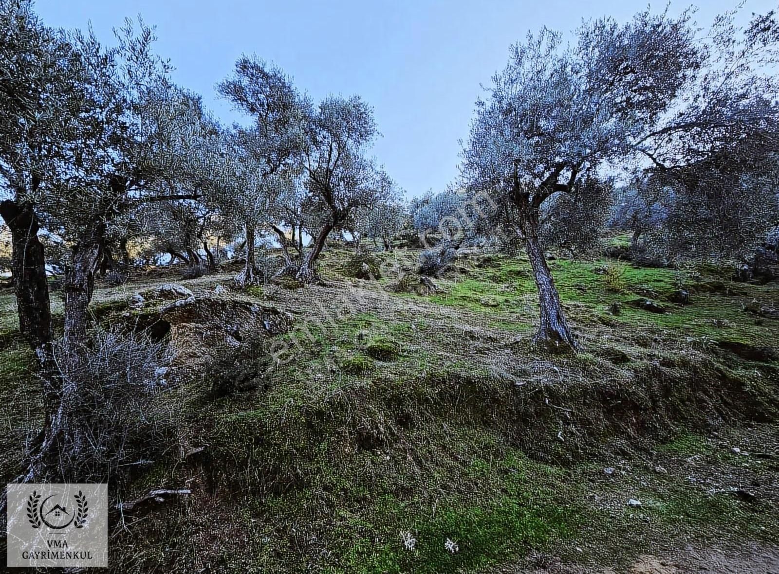 Aydın Koçarlı Hacıhamzalarda 16.270m2 Zeytin Bahçesi Satılıktır - Görsel 13