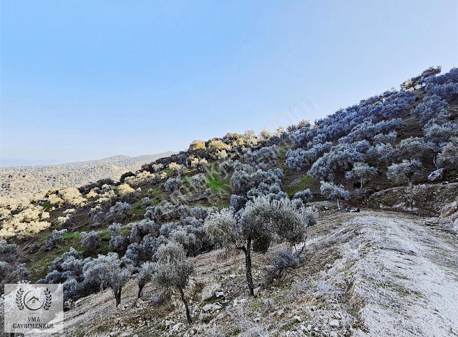 Aydın Koçarlı Hacıhamzalarda 16.270m2 Zeytin Bahçesi Satılıktır - Görsel 7