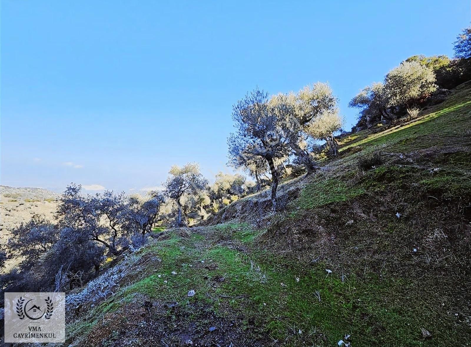 Aydın Koçarlı Hacıhamzalarda 16.270m2 Zeytin Bahçesi Satılıktır - Görsel 5