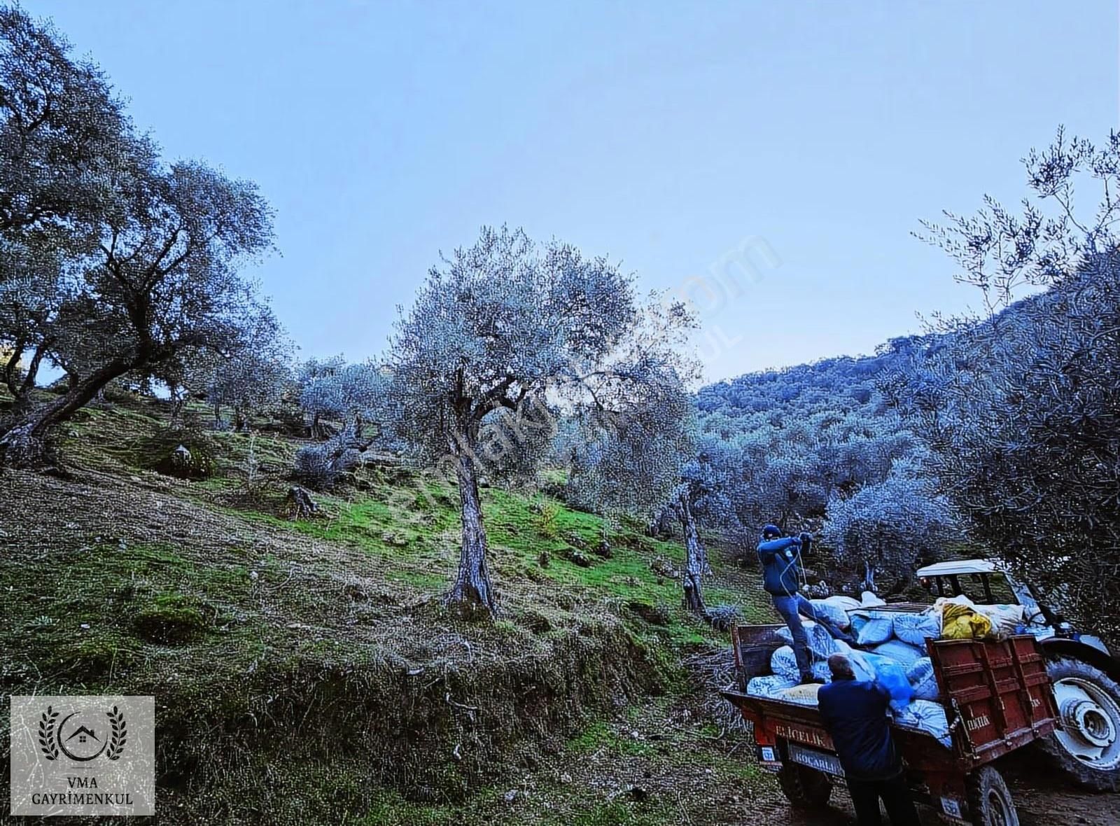Aydın Koçarlı Hacıhamzalarda 16.270m2 Zeytin Bahçesi Satılıktır - Görsel 6