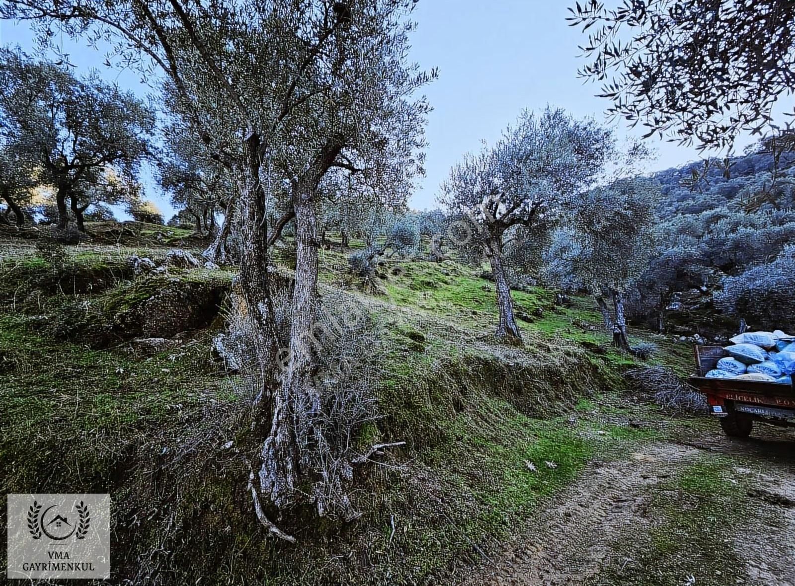 Aydın Koçarlı Hacıhamzalarda 16.270m2 Zeytin Bahçesi Satılıktır - Görsel 4