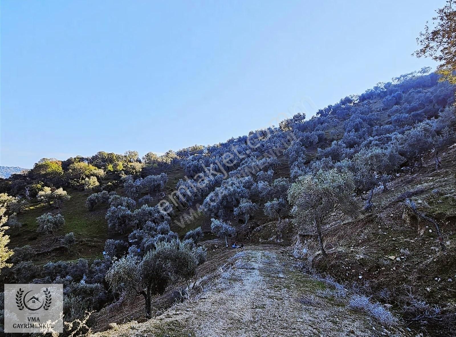 Aydın Koçarlı Hacıhamzalarda 16.270m2 Zeytin Bahçesi Satılıktır - Görsel 10