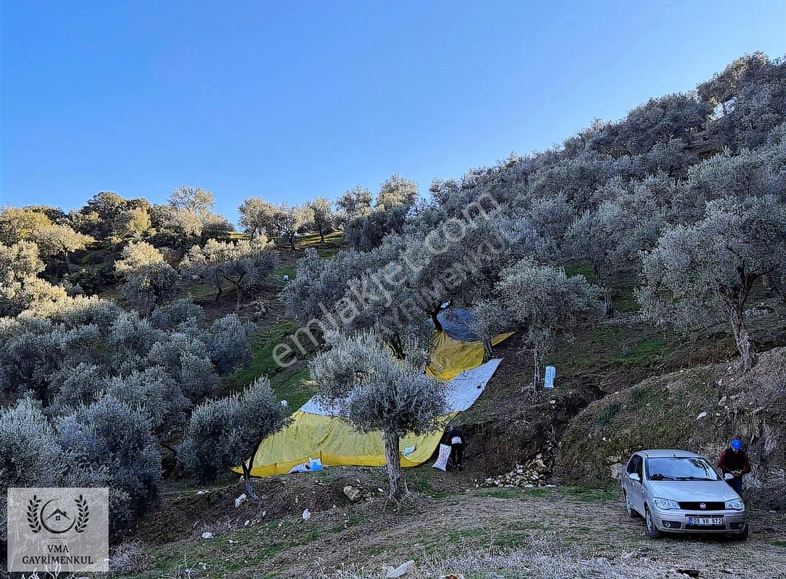 Aydın Koçarlı Hacıhamzalarda 16.270m2 Zeytin Bahçesi Satılıktır - Görsel 3