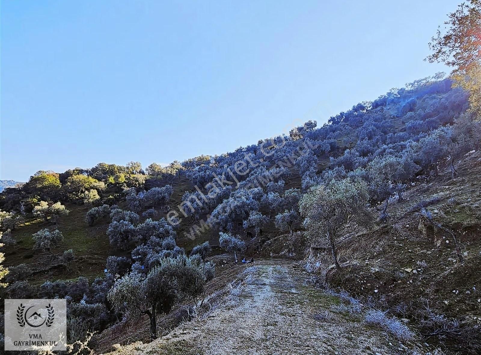 Aydın Koçarlı Hacıhamzalarda 16.270m2 Zeytin Bahçesi Satılıktır