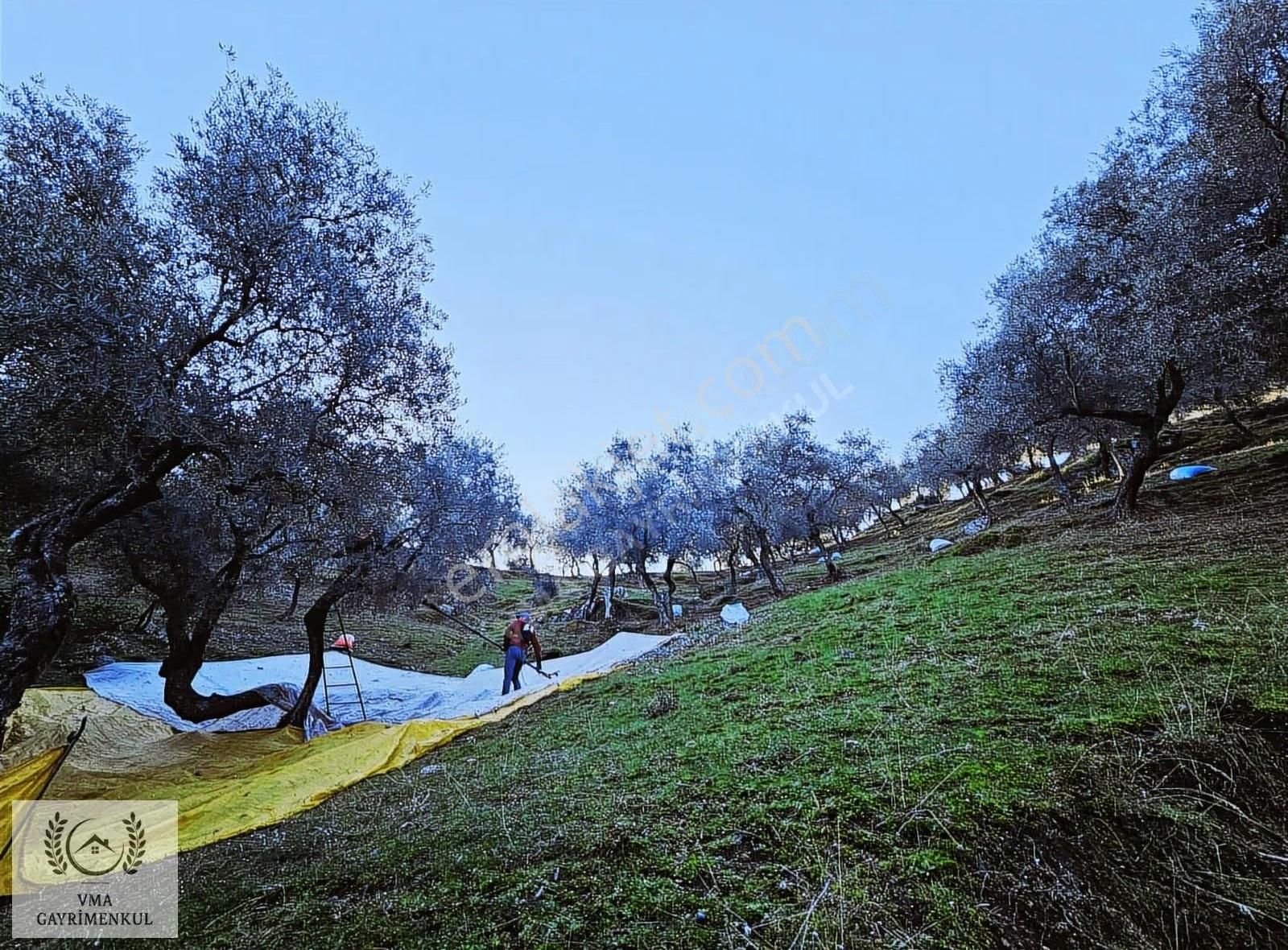 Aydın Koçarlı Hacıhamzalarda 16.270m2 Zeytin Bahçesi Satılıktır - Görsel 8
