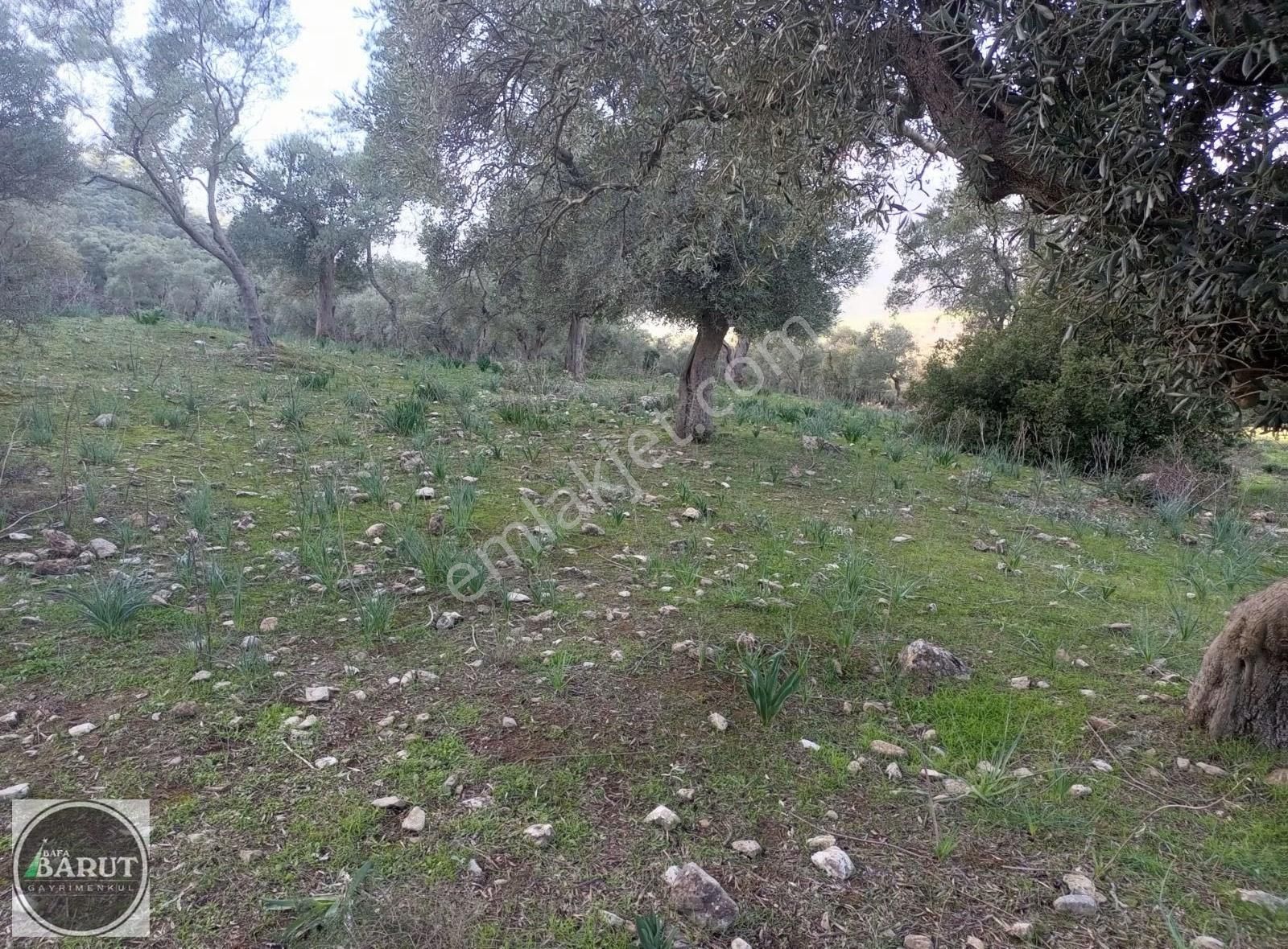 Milas Karakuyu'da Bulunan 6.250 M2 Zeytinlik Acil Satilik - Görsel 6