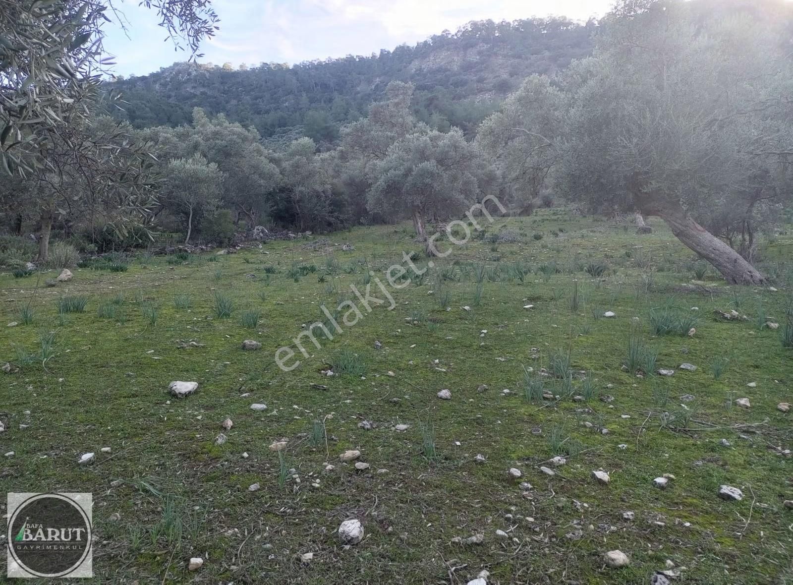 Milas Karakuyu'da Bulunan 6.250 M2 Zeytinlik Acil Satilik - Görsel 5