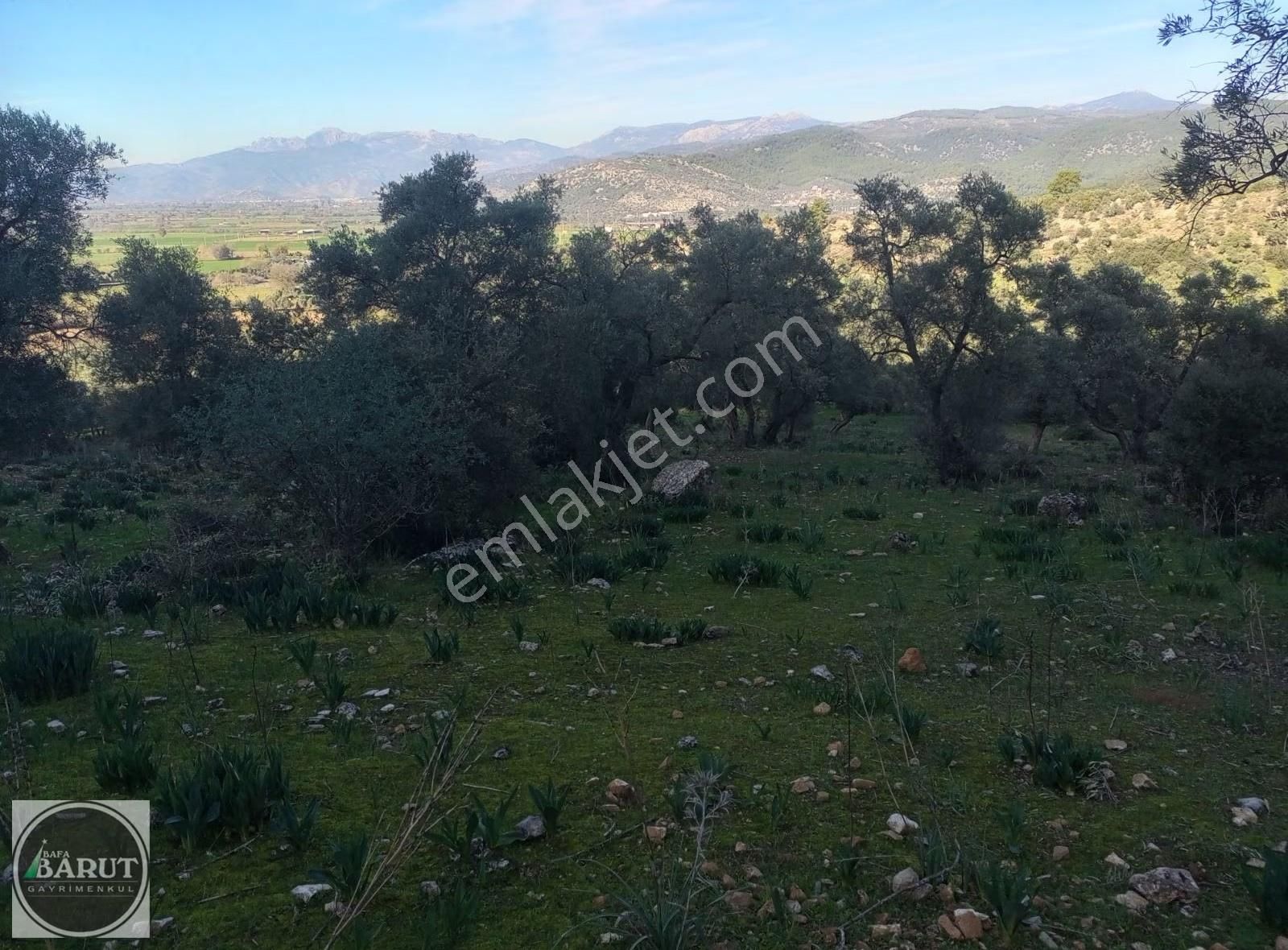 Milas Karakuyu'da Bulunan 6.250 M2 Zeytinlik Acil Satilik - Görsel 2