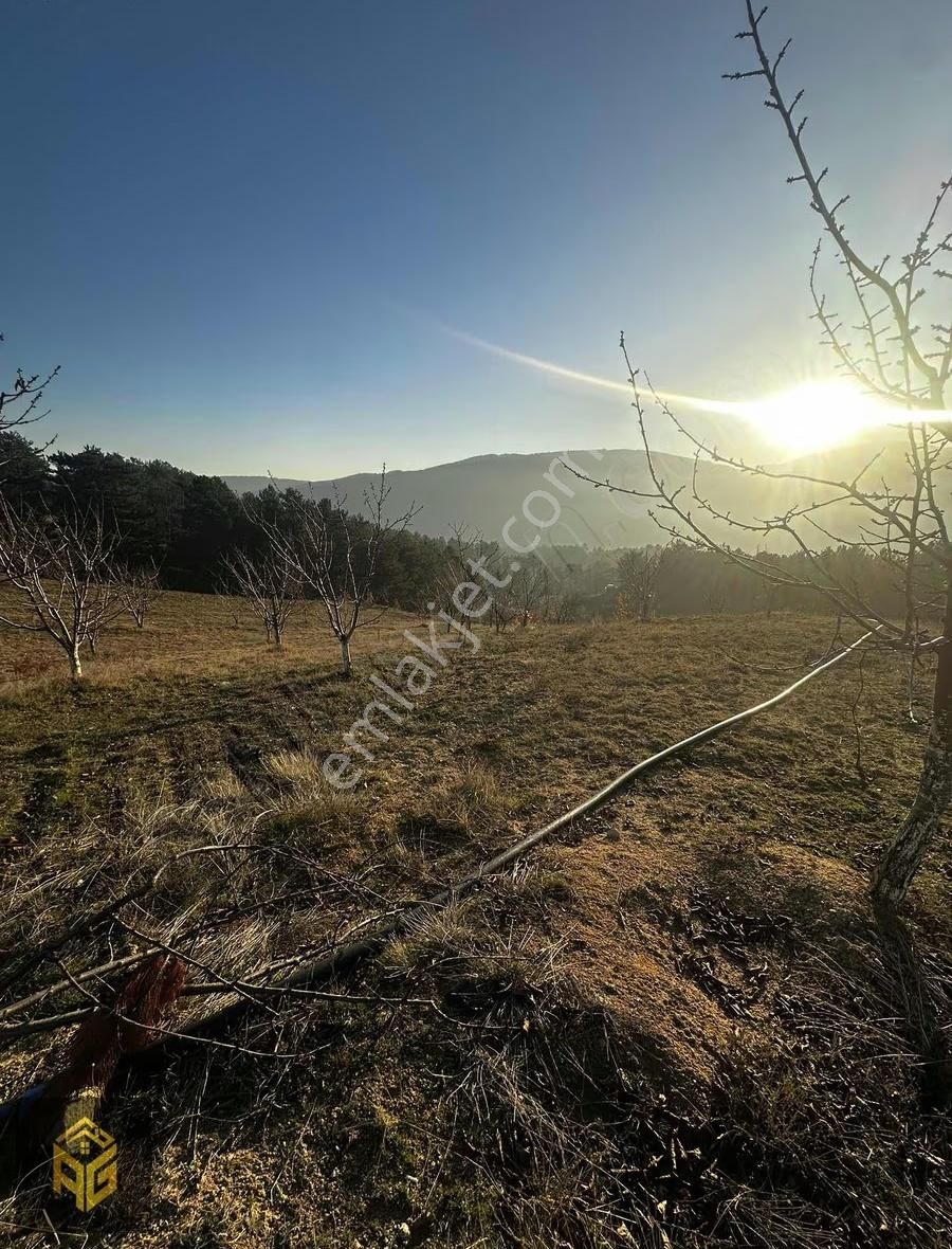 Emsallerinin Altı Fiyatta Meyve Bahçesi - Görsel 2