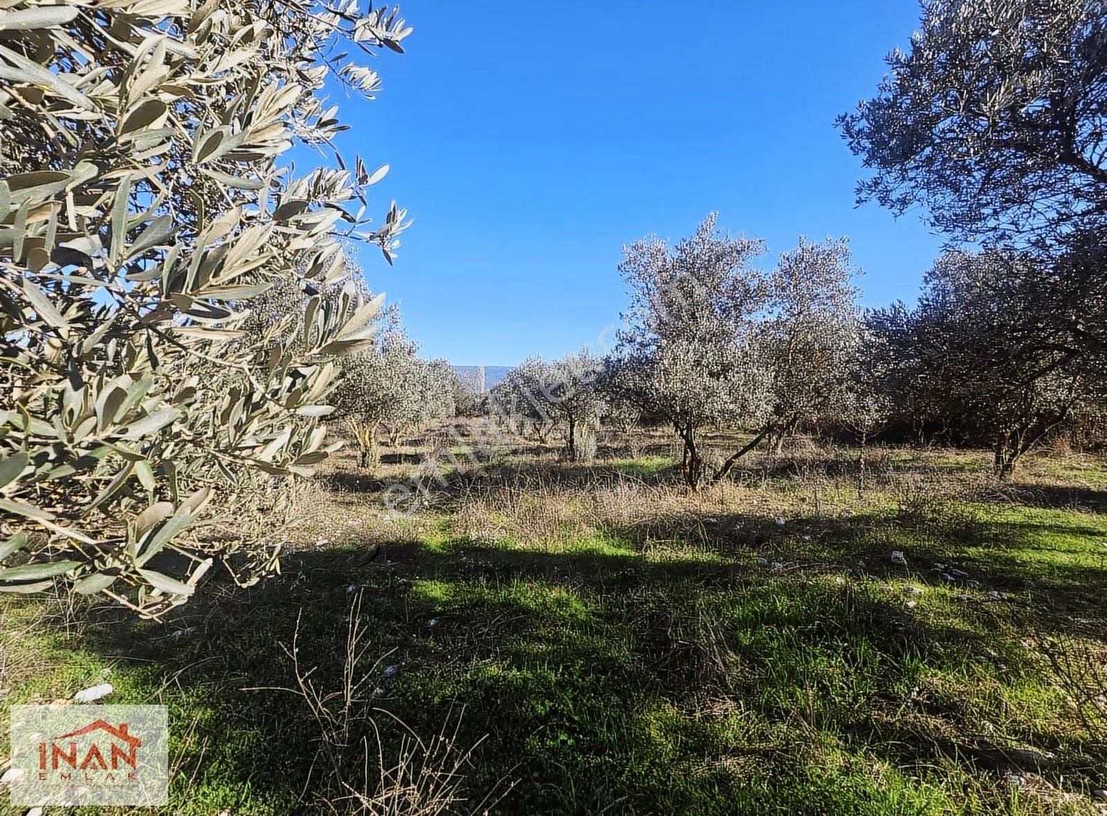 Muğla Menteşe Yeşilyurtta Asfalta Yakın 3808 M² Zeytinli Tarla - Görsel 5