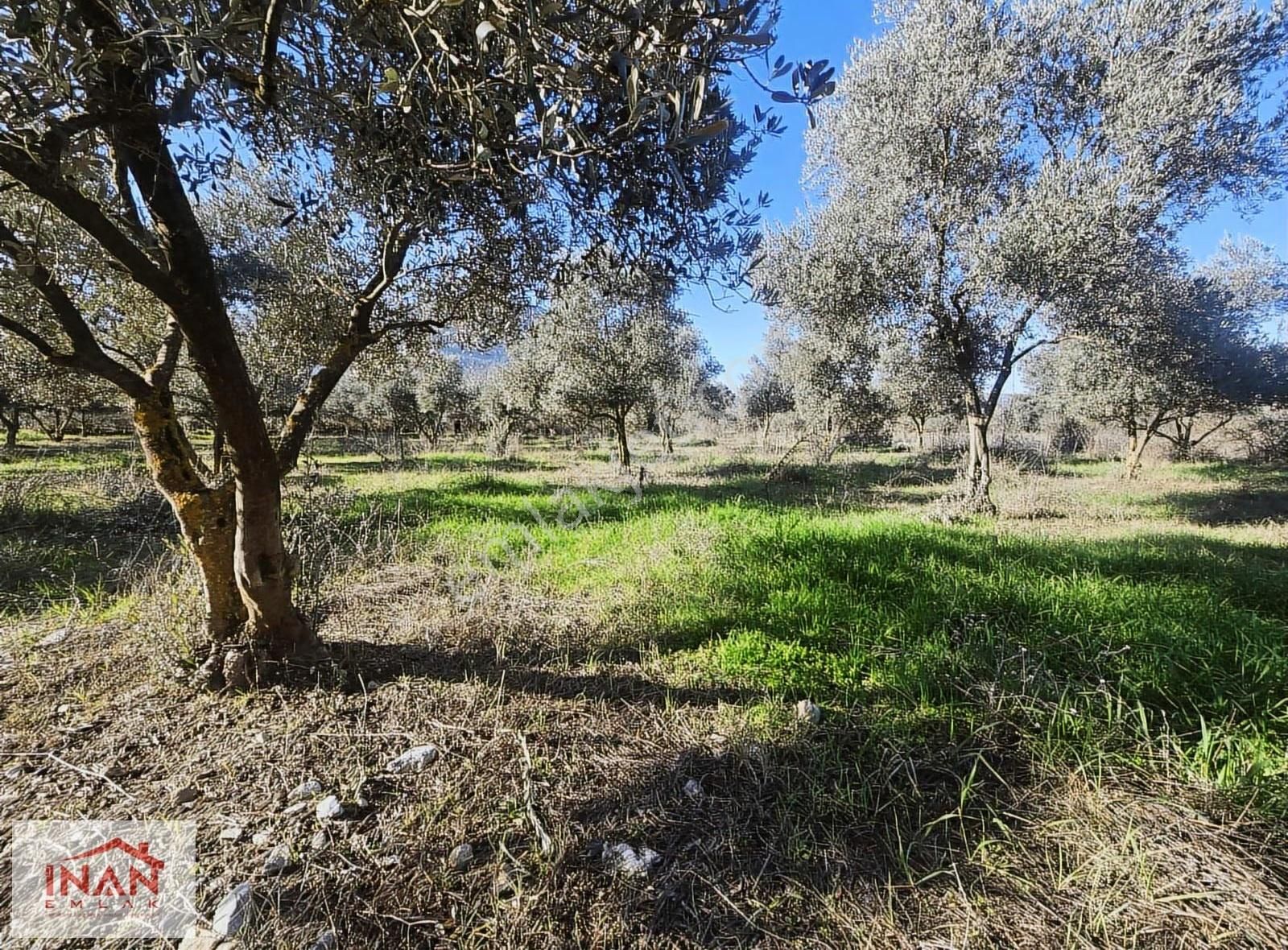 Muğla Menteşe Yeşilyurtta Asfalta Yakın 3808 M² Zeytinli Tarla - Görsel 11