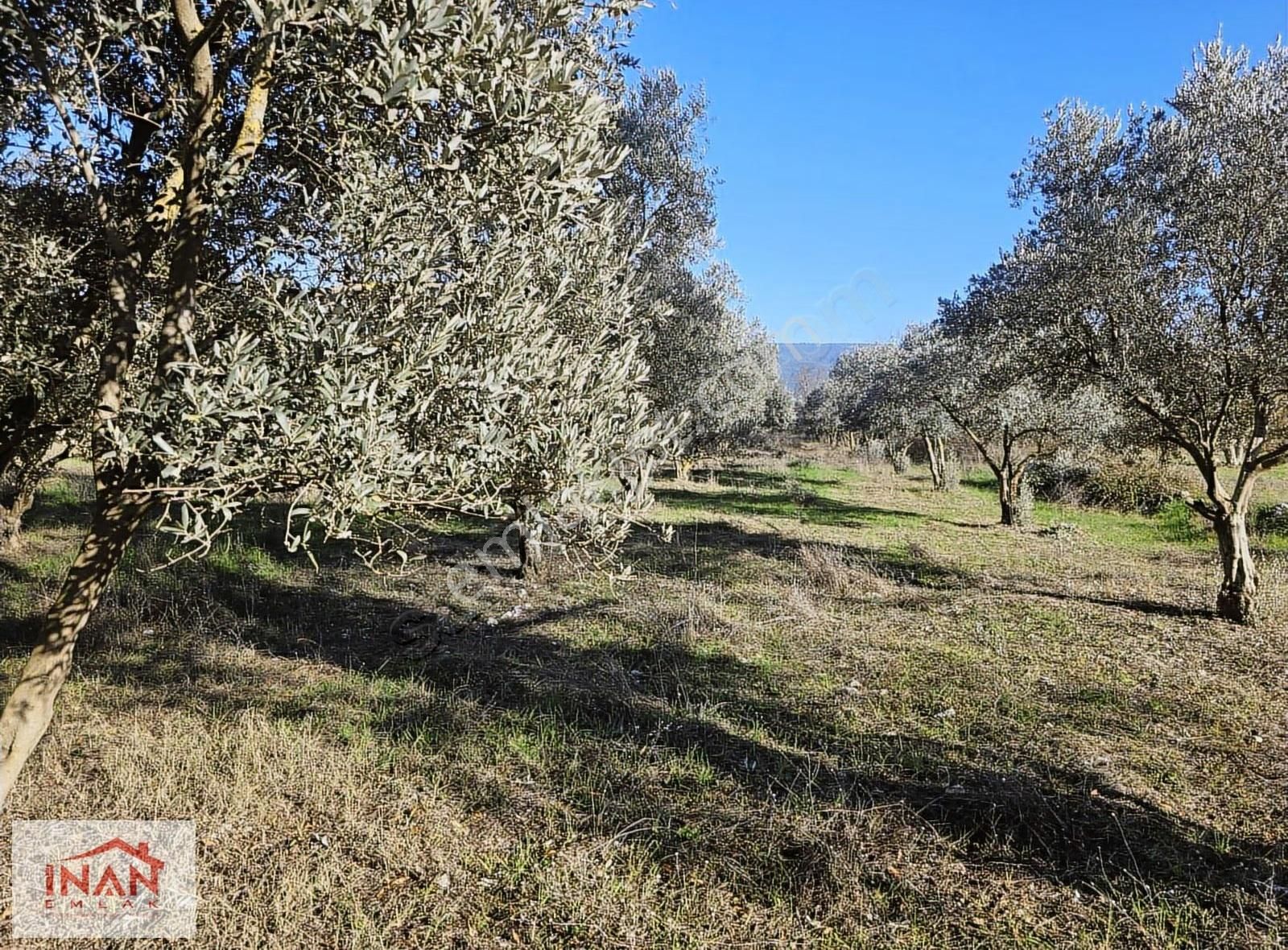 Muğla Menteşe Yeşilyurtta Asfalta Yakın 3808 M² Zeytinli Tarla - Görsel 8