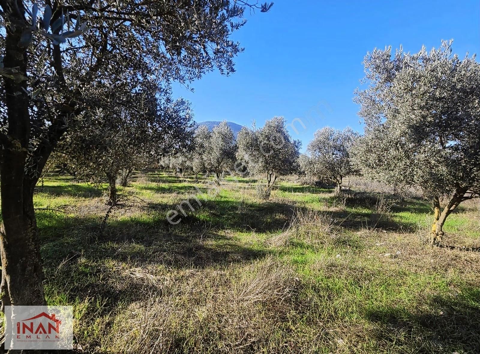 Muğla Menteşe Yeşilyurtta Asfalta Yakın 3808 M² Zeytinli Tarla - Görsel 3