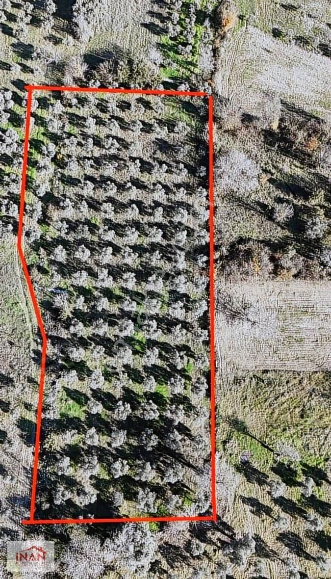 Muğla Menteşe Yeşilyurtta Asfalta Yakın 3808 M² Zeytinli Tarla - Görsel 4