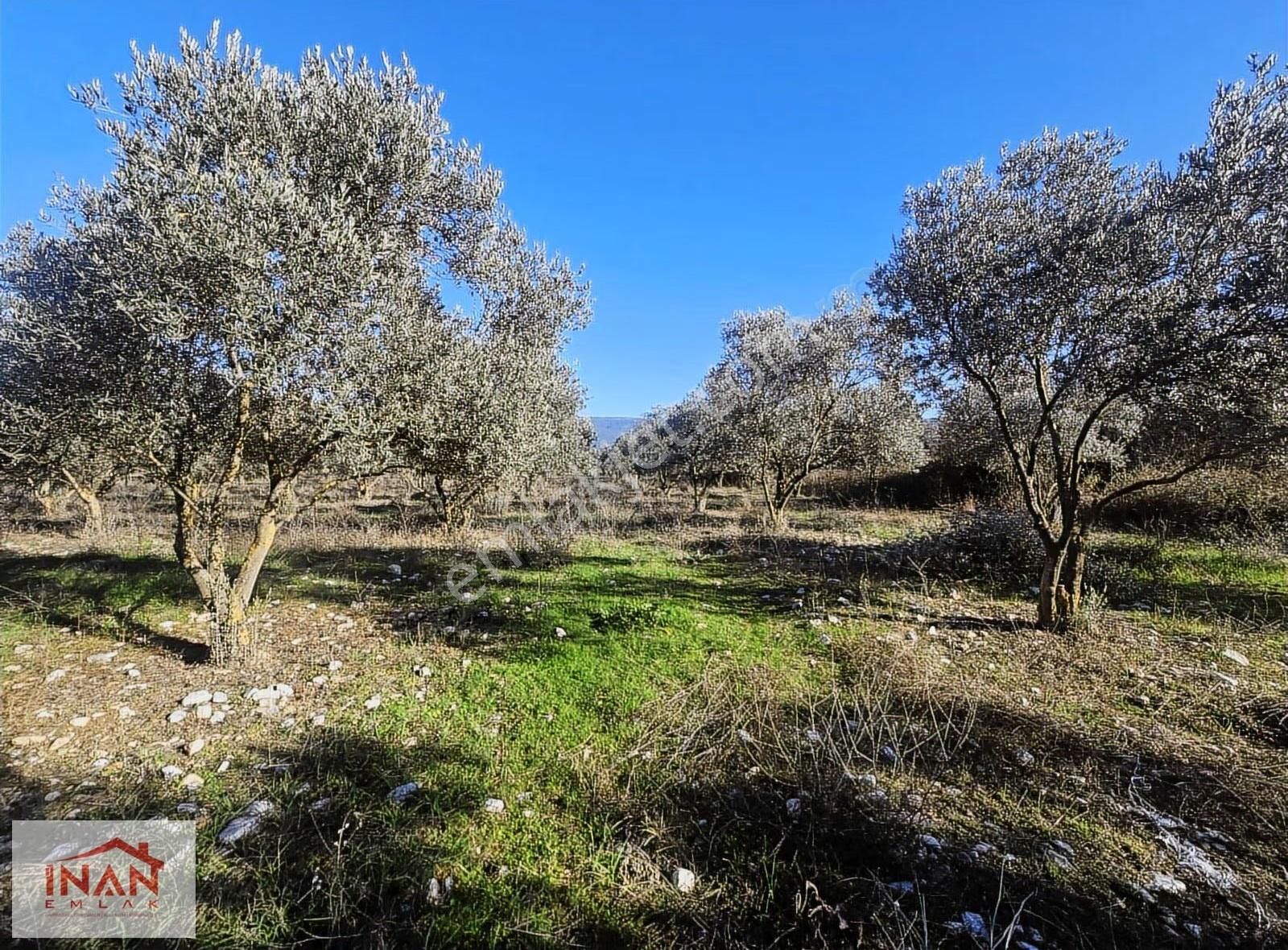 Muğla Menteşe Yeşilyurtta Asfalta Yakın 3808 M² Zeytinli Tarla - Görsel 10