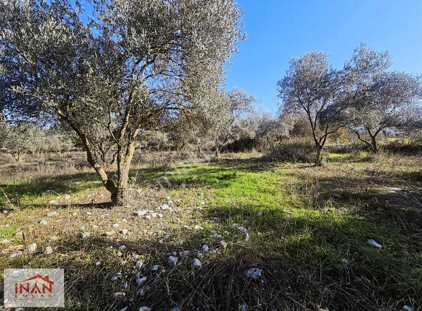 Muğla Menteşe Yeşilyurtta Asfalta Yakın 3808 M² Zeytinli Tarla - Görsel 2