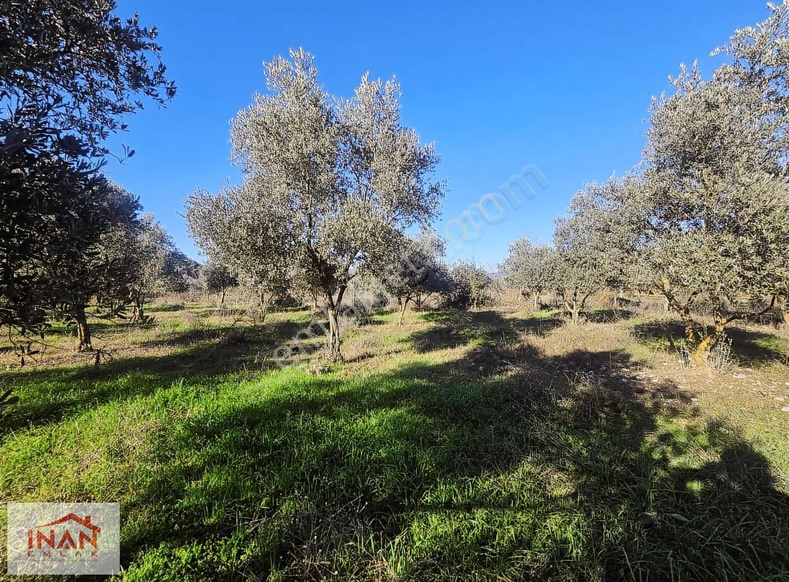 Muğla Menteşe Yeşilyurtta Asfalta Yakın 3808 M² Zeytinli Tarla - Görsel 7