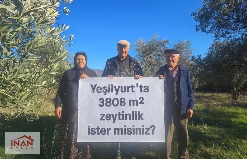 Muğla Menteşe Yeşilyurtta Asfalta Yakın 3808 M² Zeytinli Tarla