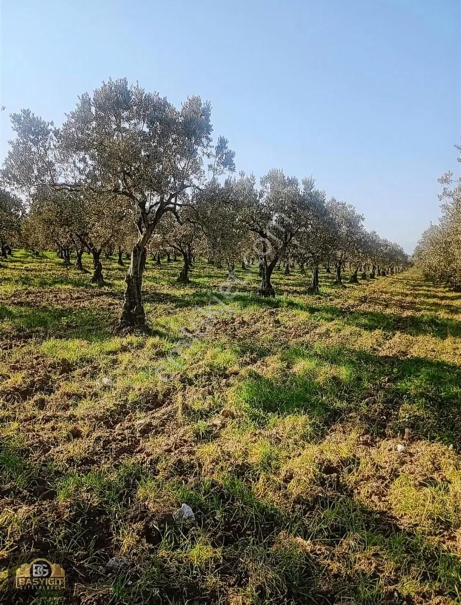 Mecidiye Mah.14.500 M2 Müstakil Tapulu Tarla Satılık - Görsel 3