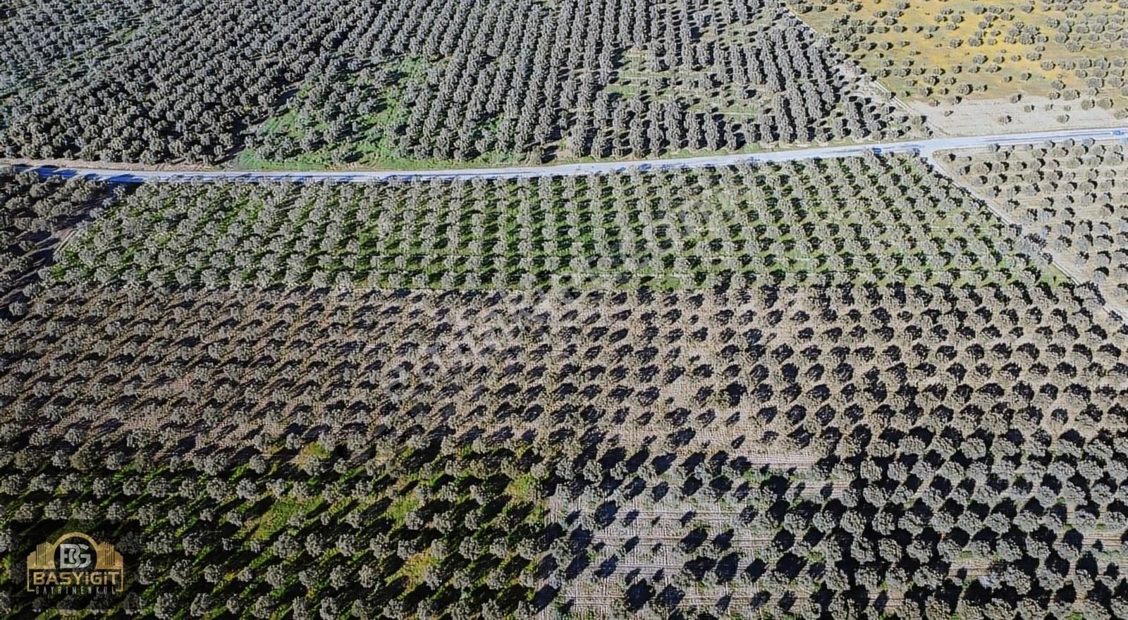 Mecidiye Mah.14.500 M2 Müstakil Tapulu Tarla Satılık - Görsel 16