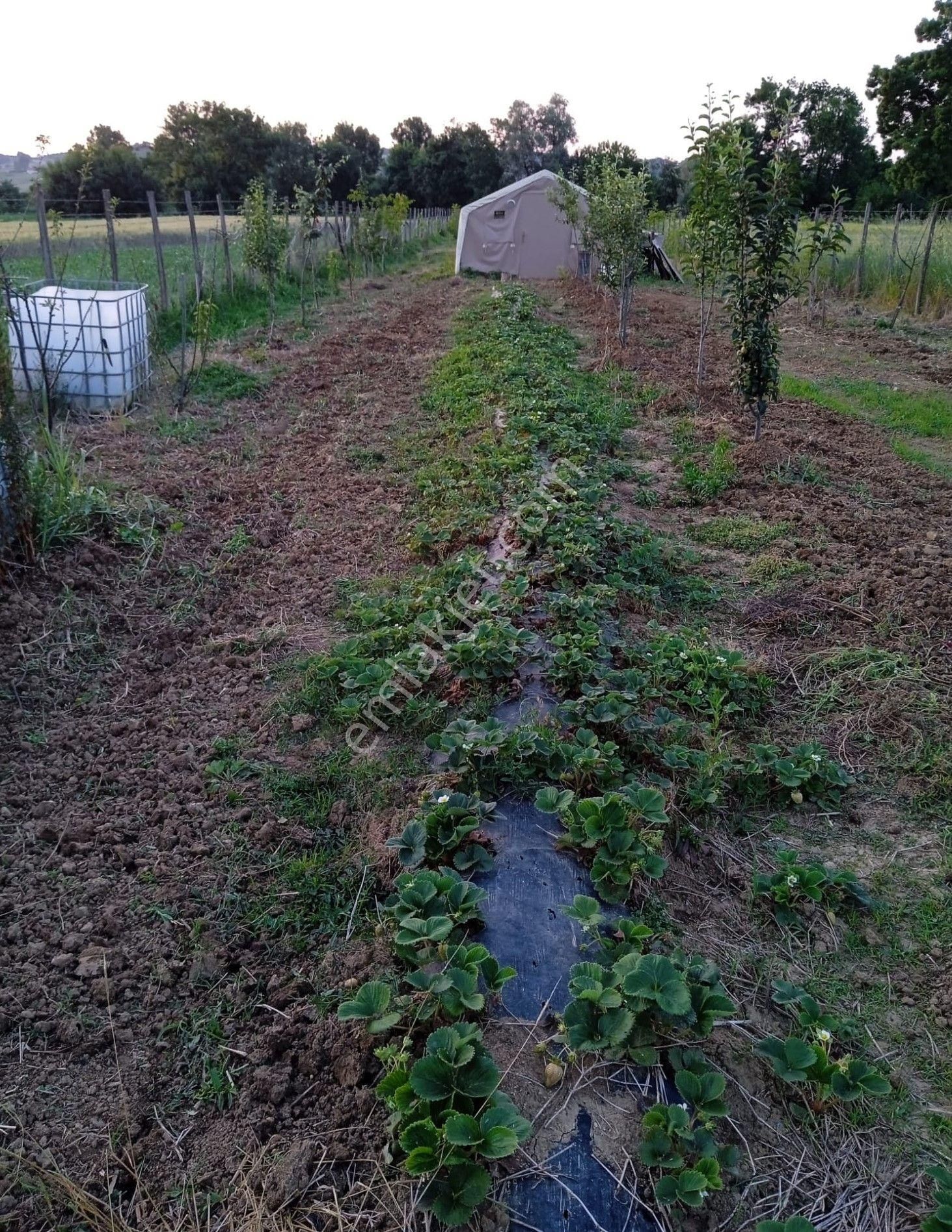 Adapazarı Kayrancık’ta Yola Cepheli 2.481 M2 Satılık Bahçe - Görsel 11