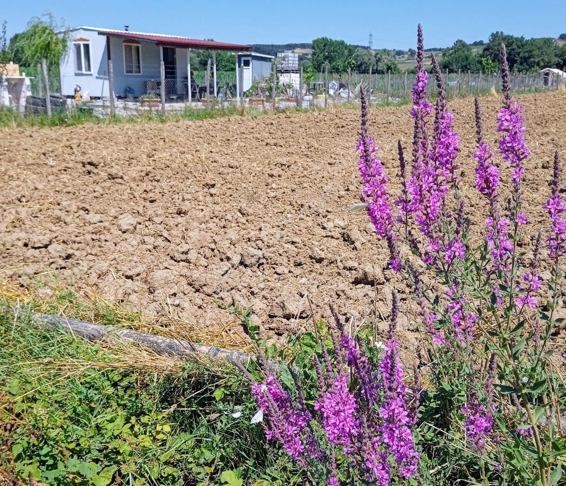 Adapazarı Kayrancık’ta Yola Cepheli 2.481 M2 Satılık Bahçe - Görsel 22