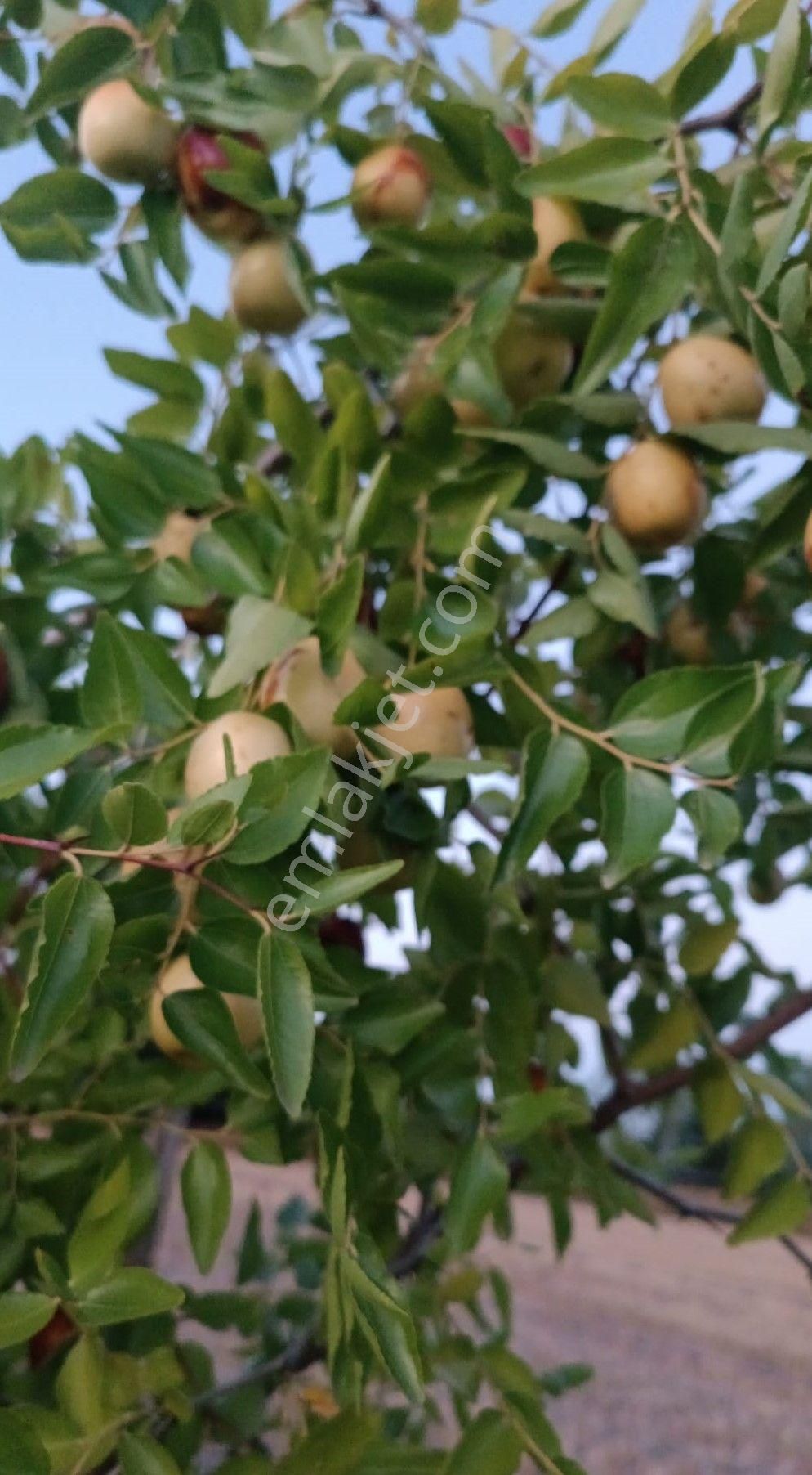 Adapazarı Kayrancık’ta Yola Cepheli 2.481 M2 Satılık Bahçe - Görsel 17