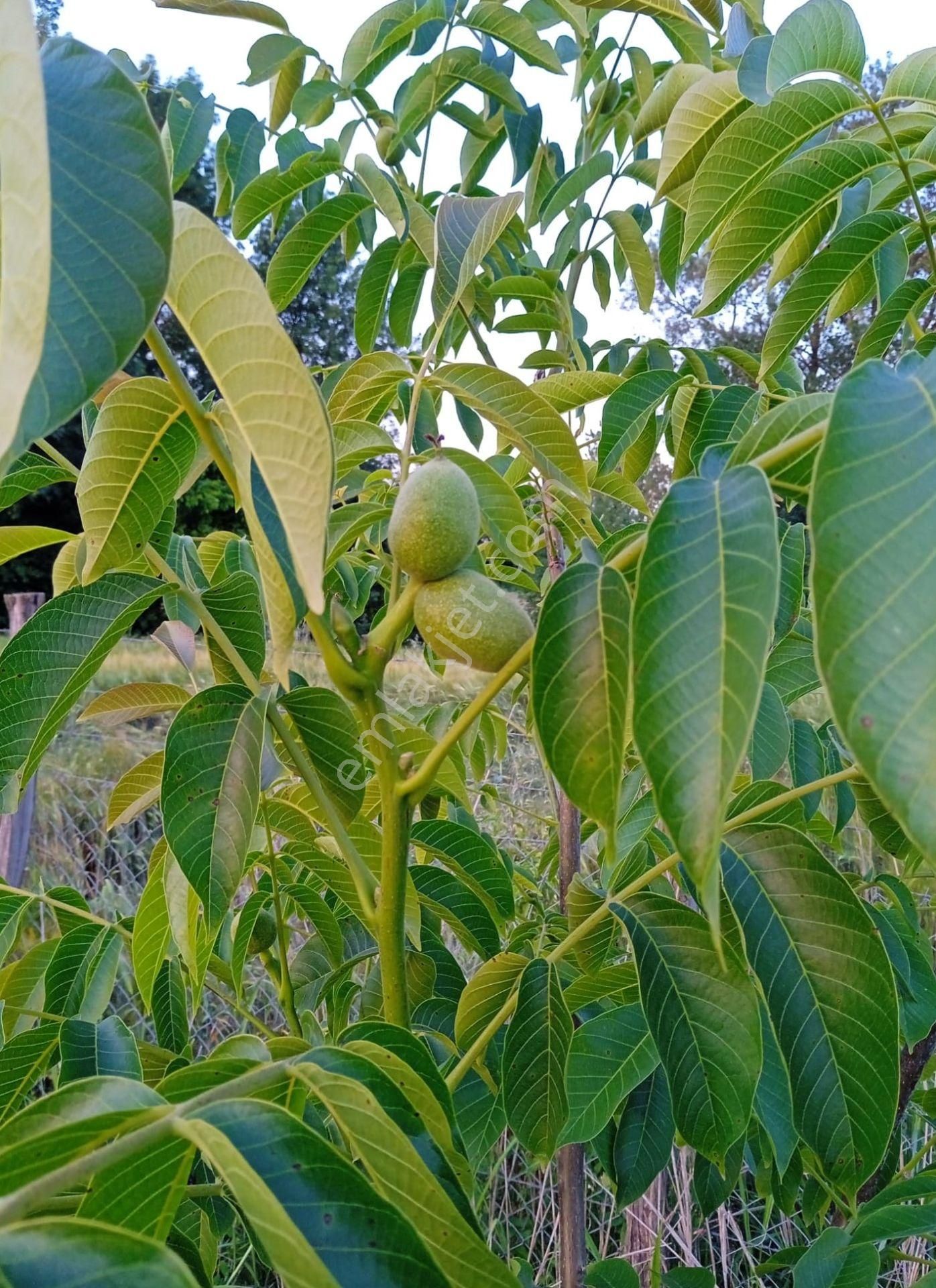 Adapazarı Kayrancık’ta Yola Cepheli 2.481 M2 Satılık Bahçe - Görsel 19