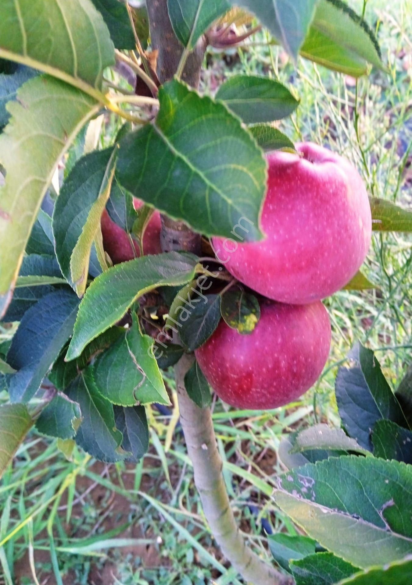 Adapazarı Kayrancık’ta Yola Cepheli 2.481 M2 Satılık Bahçe - Görsel 16