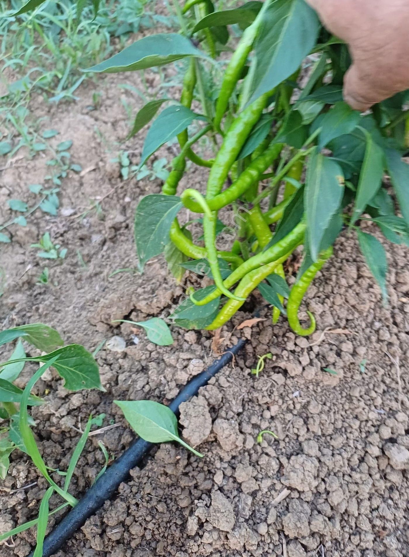 Adapazarı Kayrancık’ta Yola Cepheli 2.481 M2 Satılık Bahçe - Görsel 21