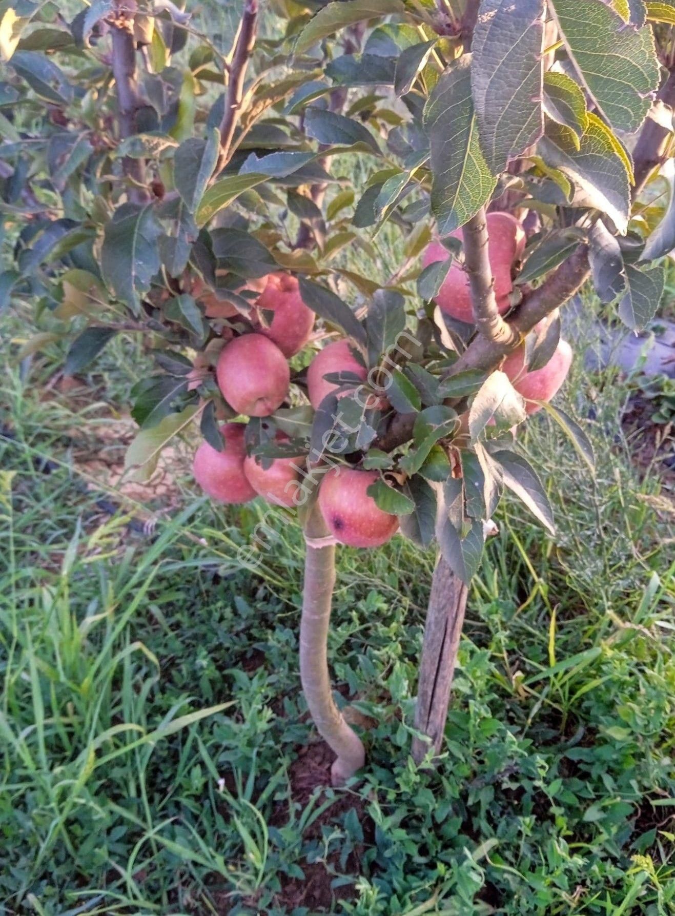 Adapazarı Kayrancık’ta Yola Cepheli 2.481 M2 Satılık Bahçe - Görsel 15