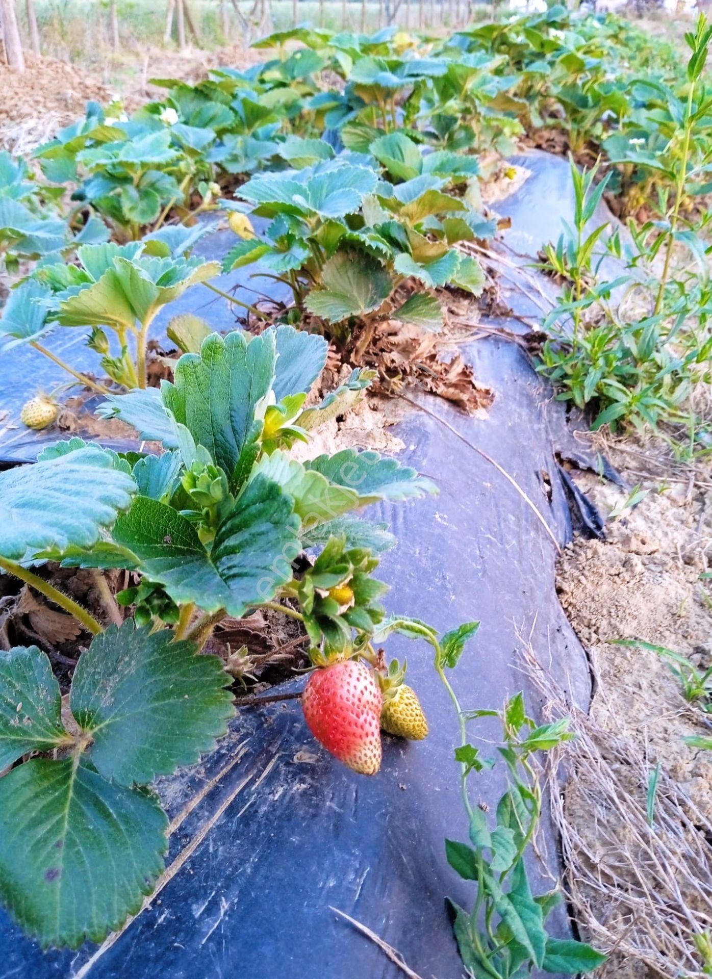 Adapazarı Kayrancık’ta Yola Cepheli 2.481 M2 Satılık Bahçe - Görsel 14