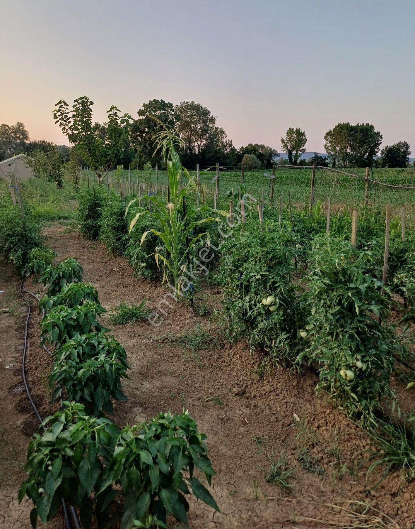 Adapazarı Kayrancık’ta Yola Cepheli 2.481 M2 Satılık Bahçe - Görsel 12