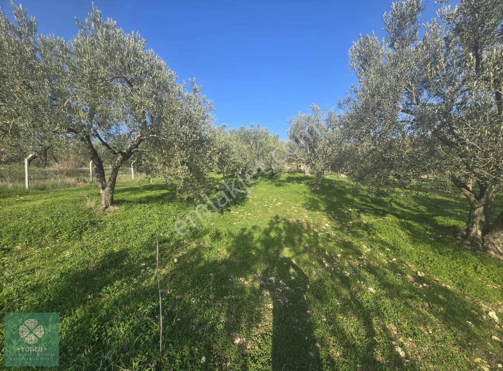 Yonca Soma Gyo Çavdır Köyünde 3.5 Dönüm Zeytinlik - Görsel 13