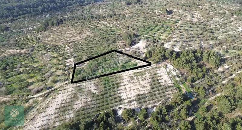 Yonca Soma Gyo Çavdır Köyünde 3.5 Dönüm Zeytinlik - Görsel 15