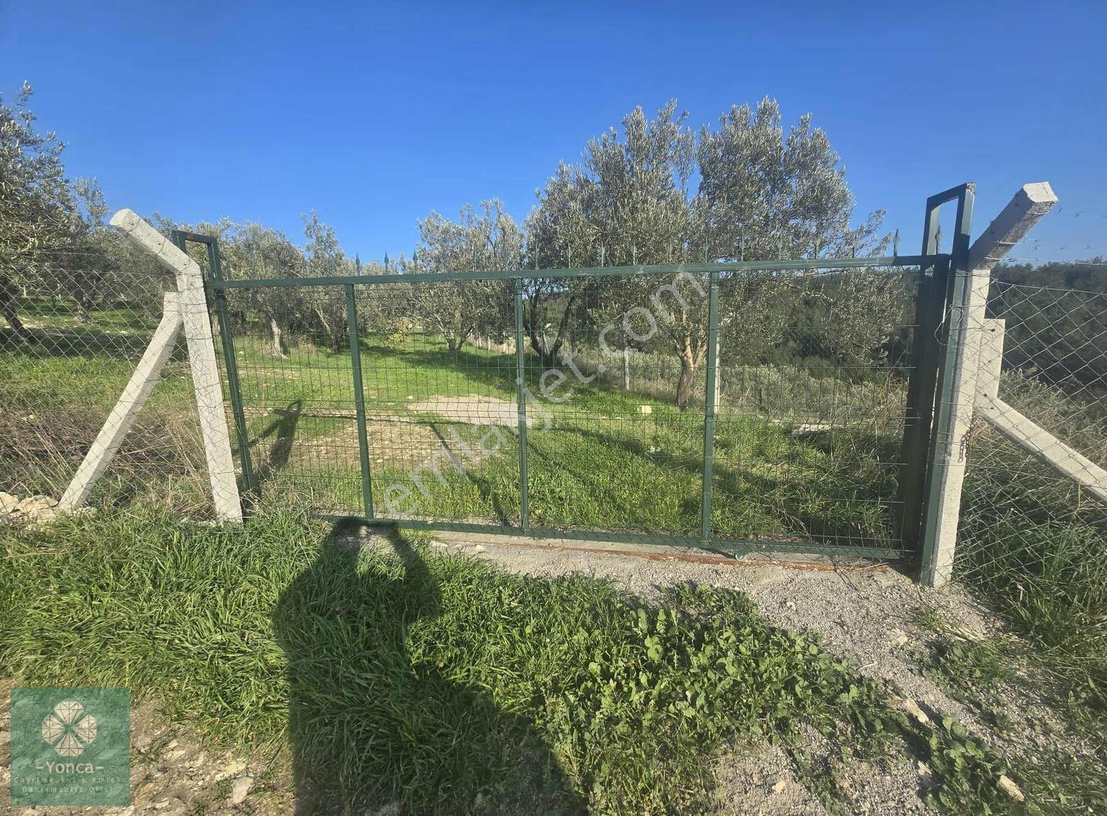 Yonca Soma Gyo Çavdır Köyünde 3.5 Dönüm Zeytinlik - Görsel 3
