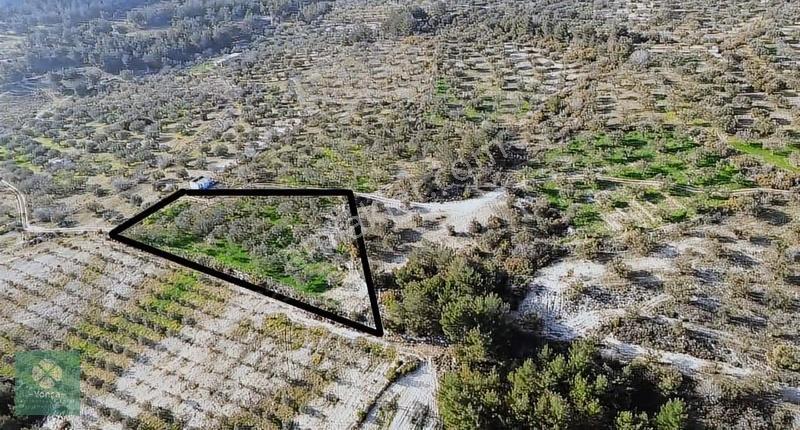 Yonca Soma Gyo Çavdır Köyünde 3.5 Dönüm Zeytinlik - Görsel 5