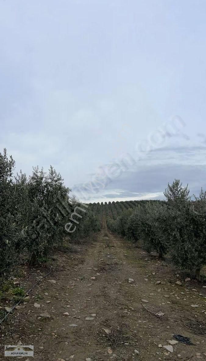 Salihli Poyraz Mahallesinde Satılık 36 Dönüm Zeytinlik - Görsel 10