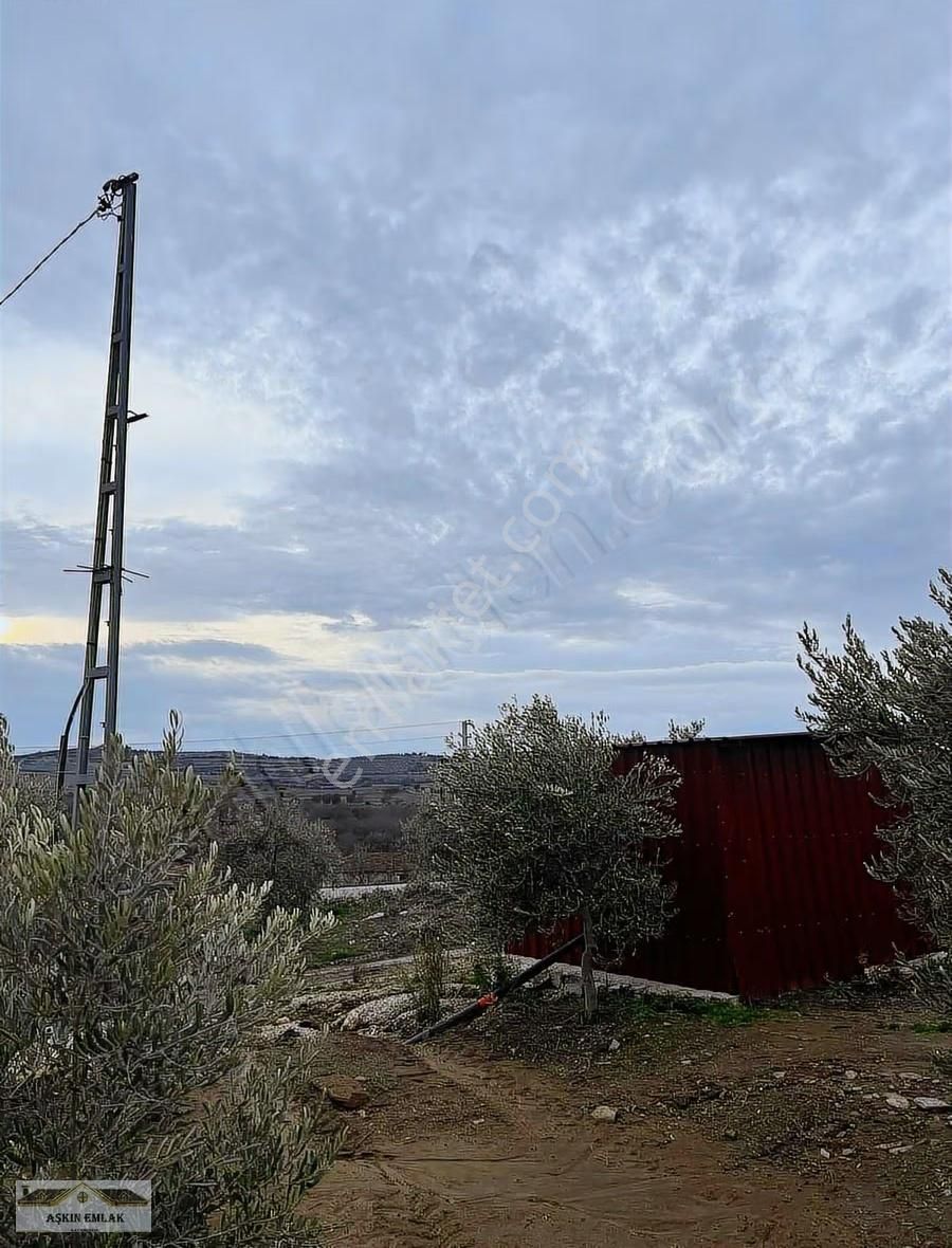 Salihli Poyraz Mahallesinde Satılık 36 Dönüm Zeytinlik - Görsel 16