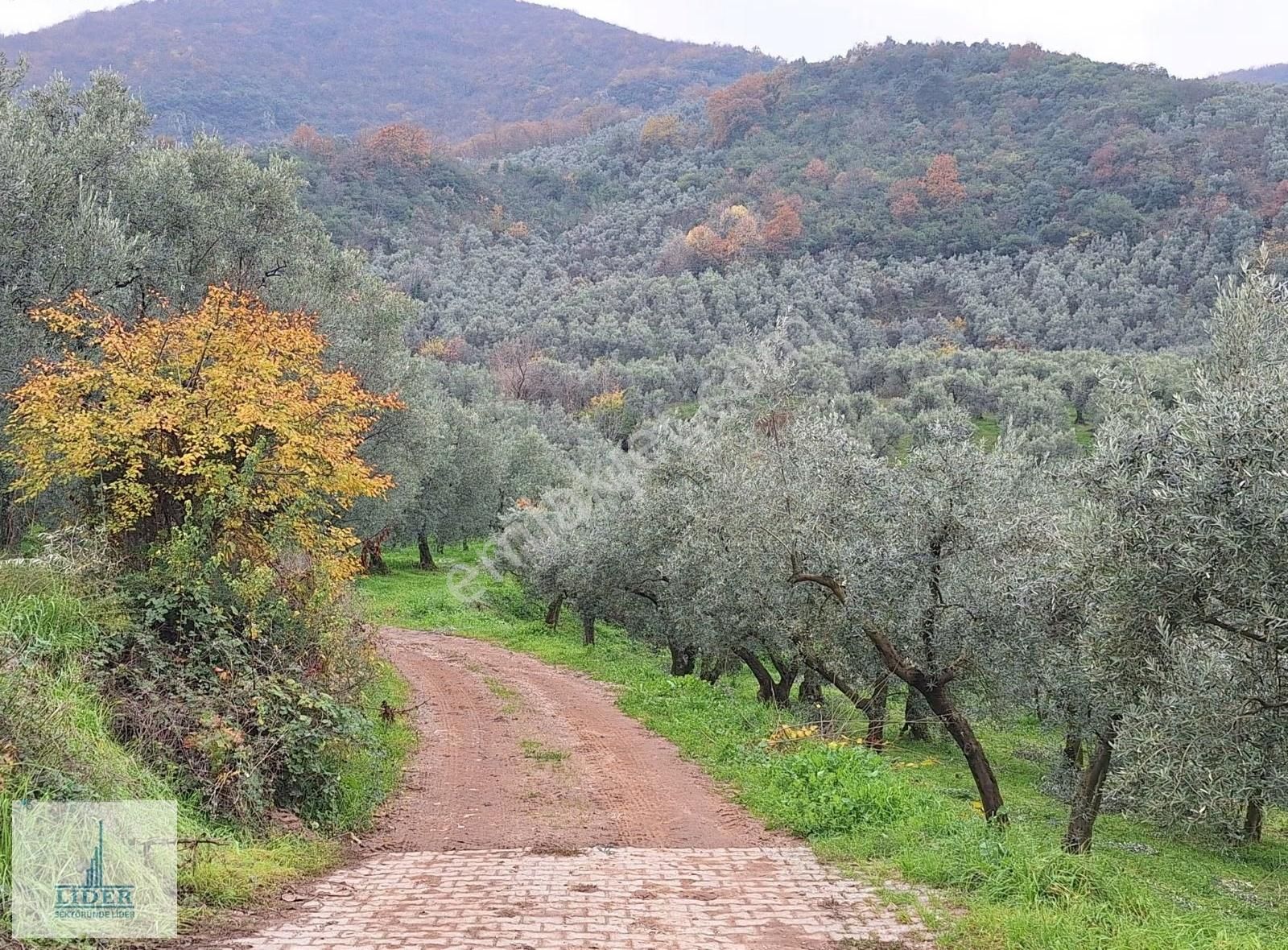 Bursa Orhangazi Heceler Mah. 2.5 Kat İmarlı Göl Manzaralı Arsa - Görsel 2