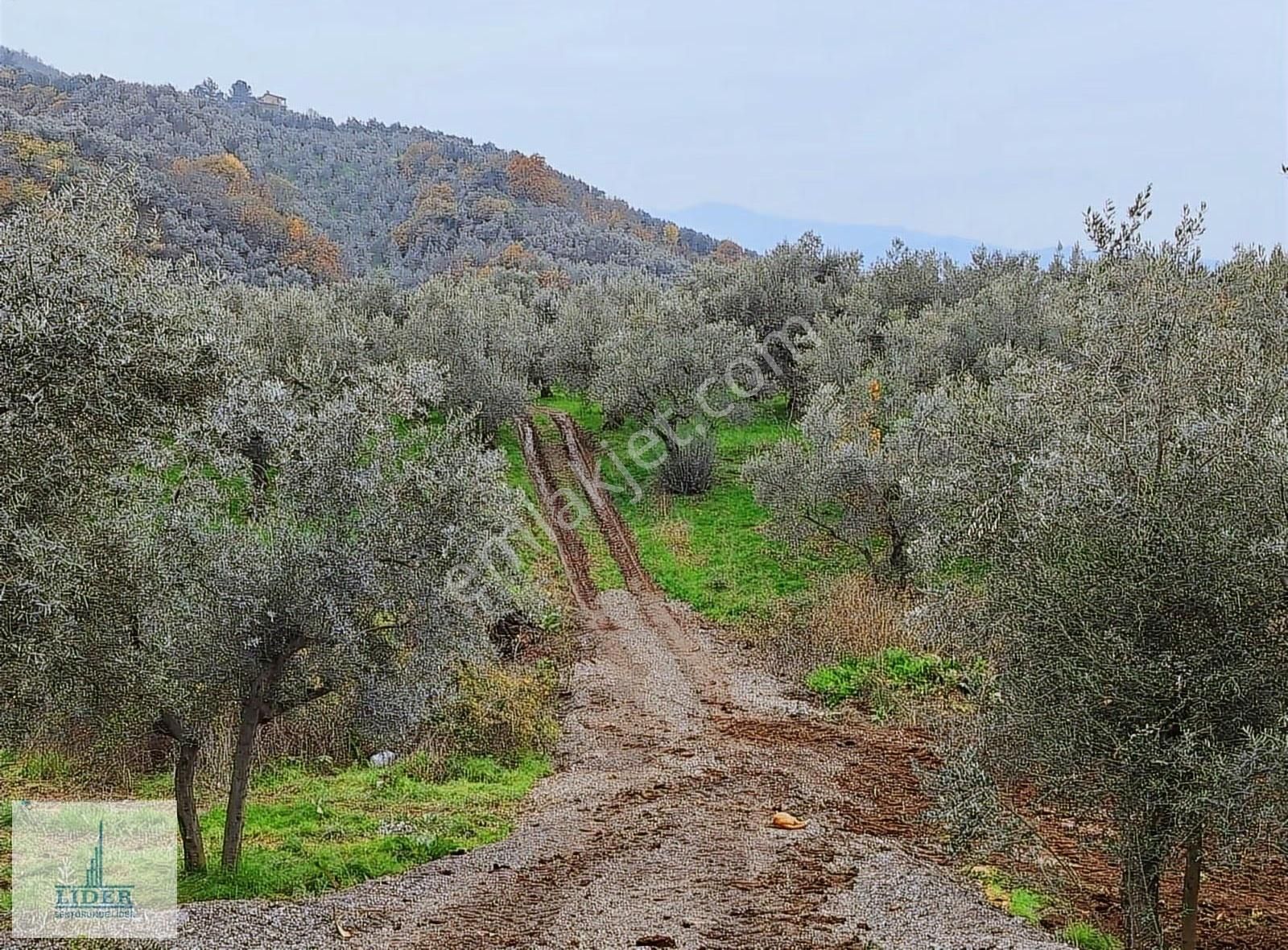 Bursa Orhangazi Heceler Mah. 2.5 Kat İmarlı Göl Manzaralı Arsa - Görsel 13