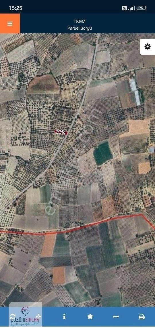 Yatırımlık Zeytinlik - Görsel 7