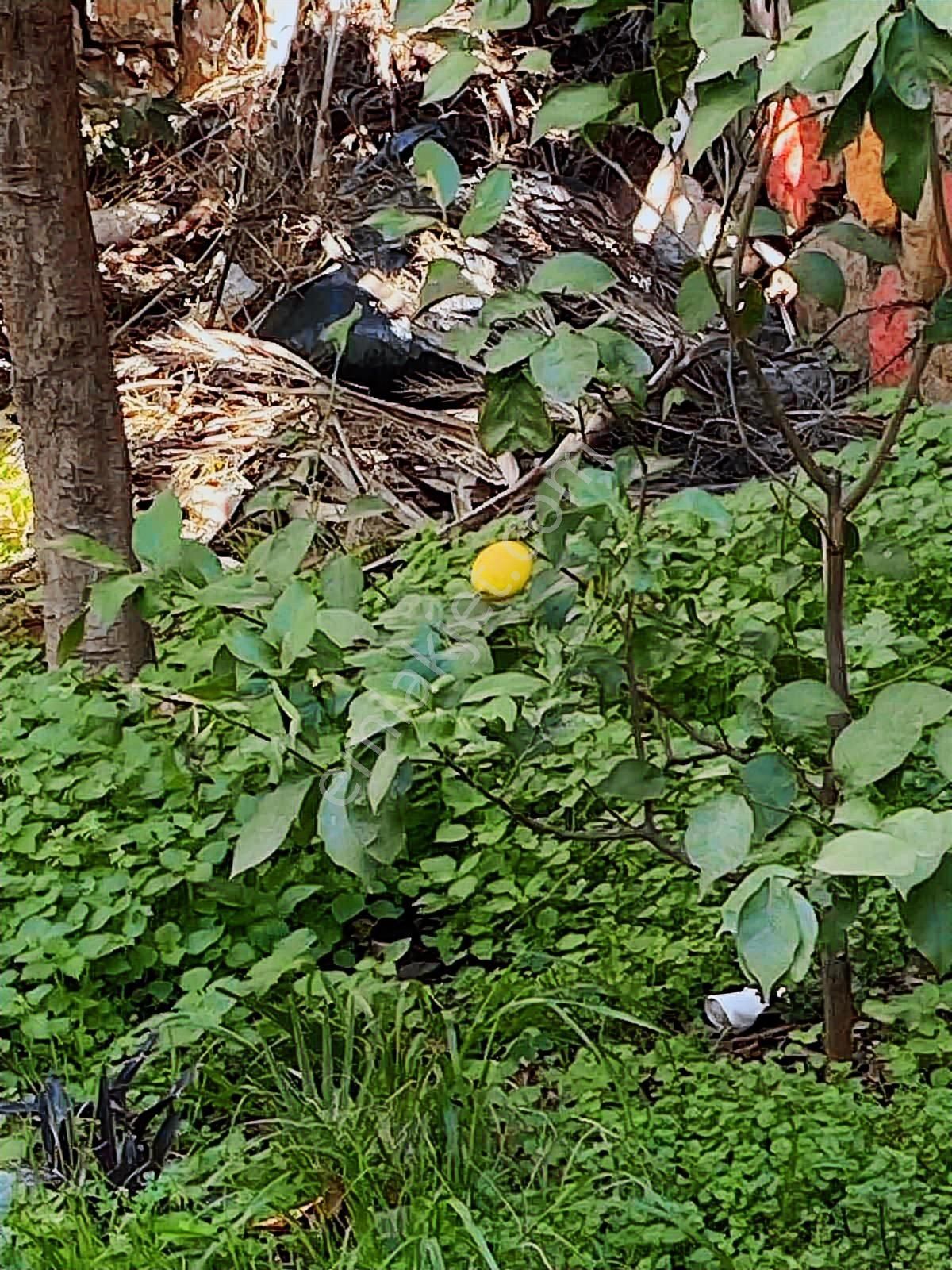 Tayman'dan Turgutreis Yakaarası'nda 2+1 Satılık Daire - Görsel 4