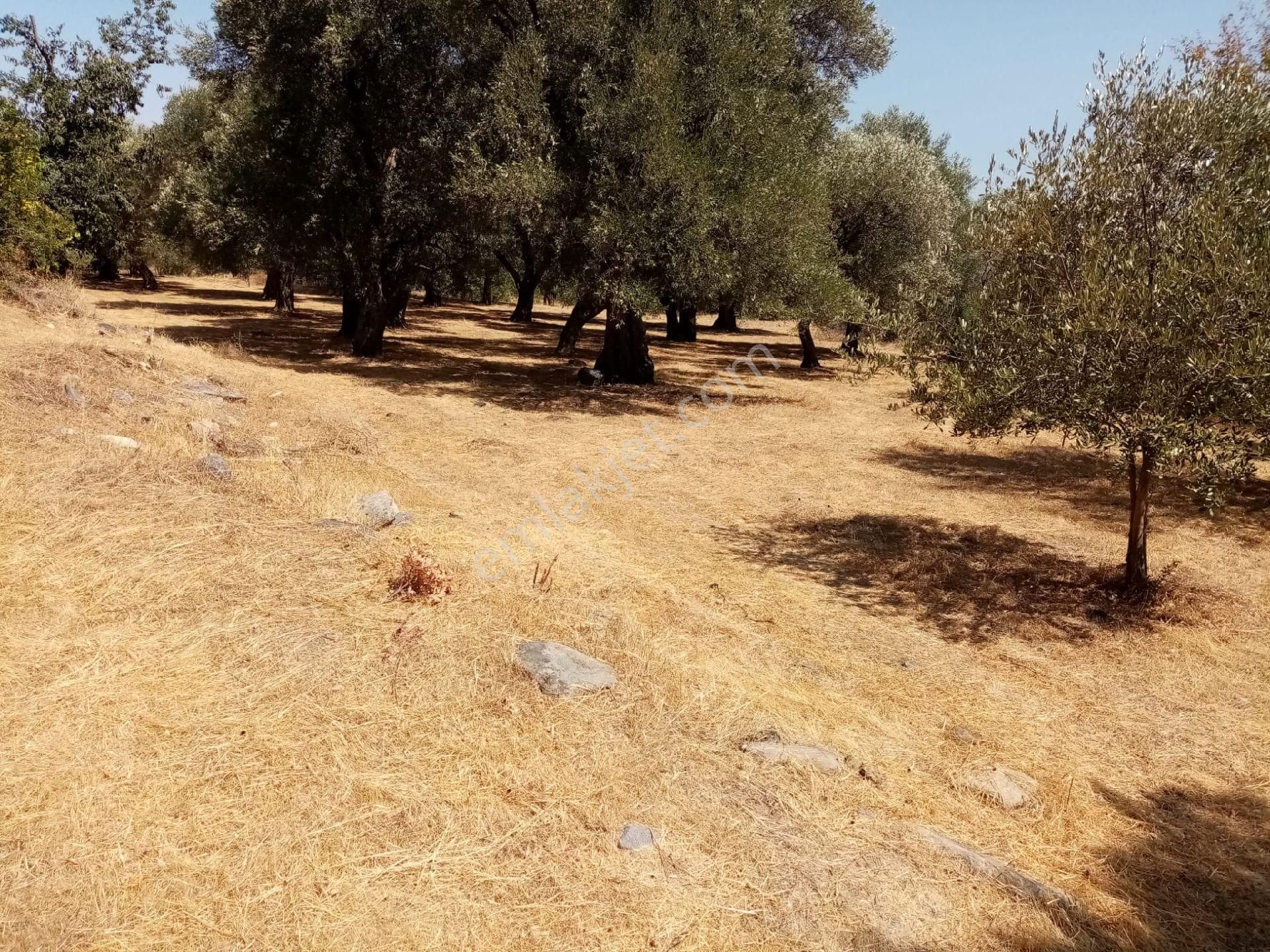 Karacasu Da Satılık Zeytınlık
