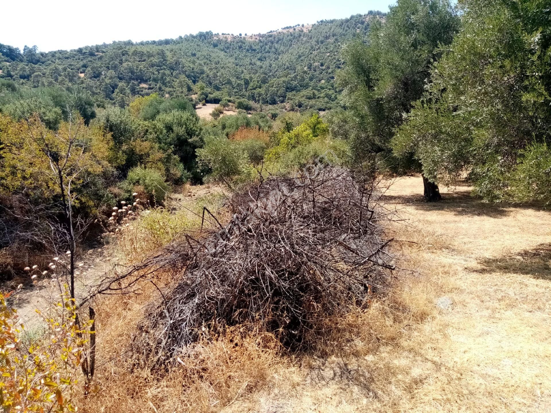 Karacasu Da Satılık Zeytınlık - Görsel 5