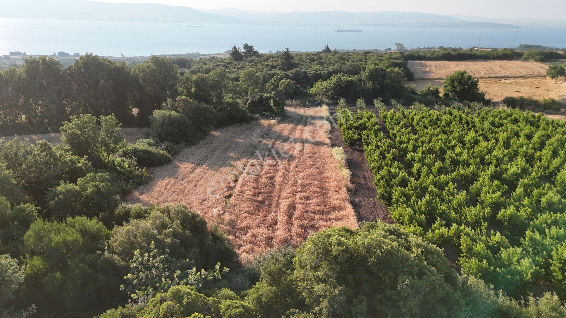 Çanakkale Suluca'da Boğaz Ve Köprü Manzaralı Yatırımlık Tarla - Görsel 3