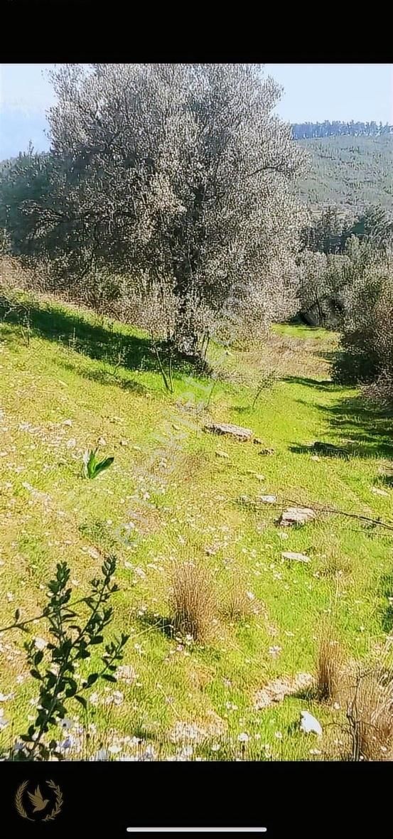 Fethiye Üzümlü Ecebeli Sazak Mevki 2250mt Mülk Satılık - Görsel 11