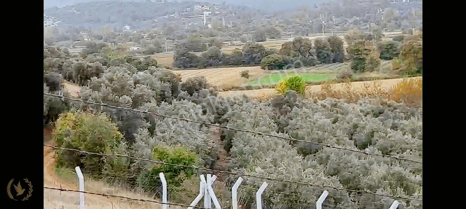 Seydikemer Güneşli Gültepe Mevki 6400mt Zeytin Bahçesi Satılık