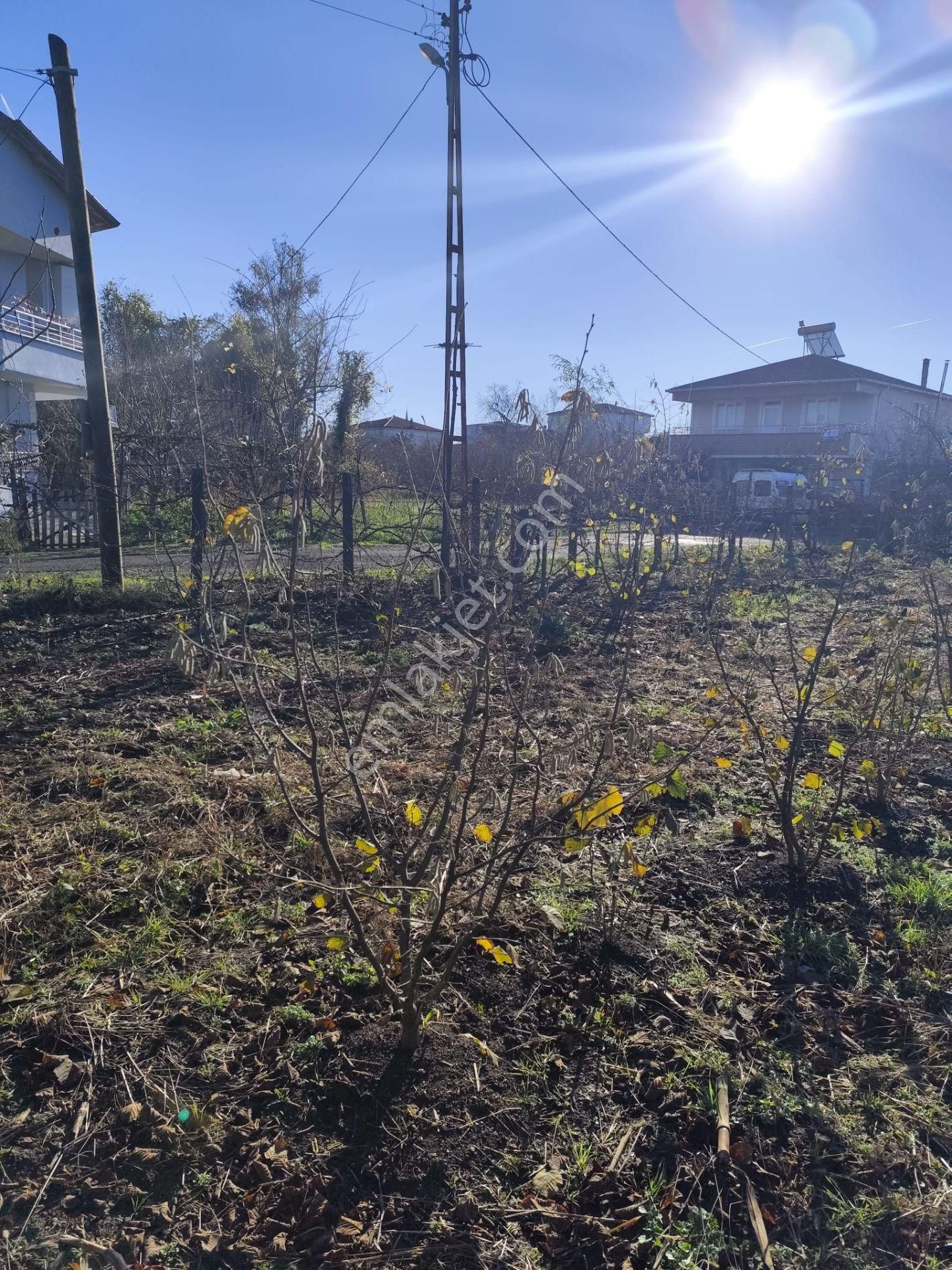 Akgün Kurumsal'dan Çarşamba Hasabahçe'de Kat Karşılığı Arsa - Görsel 2