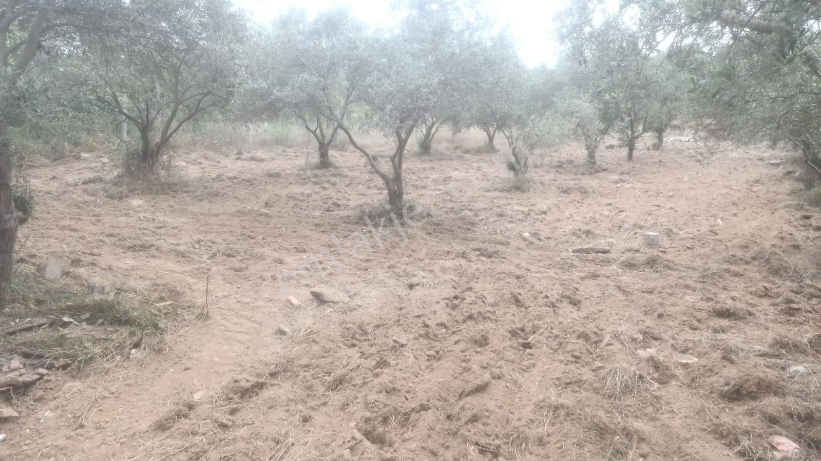 Kuşadası Satılık Çınarda 1042 Metre Kare Tarla - Görsel 5